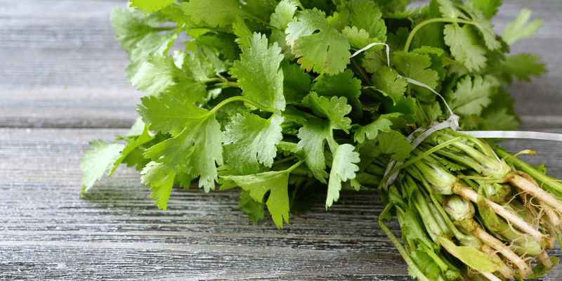 Can Goats Eat Cilantro? 7 Benefits