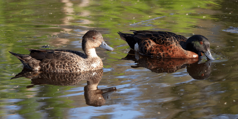Chestnut Teal