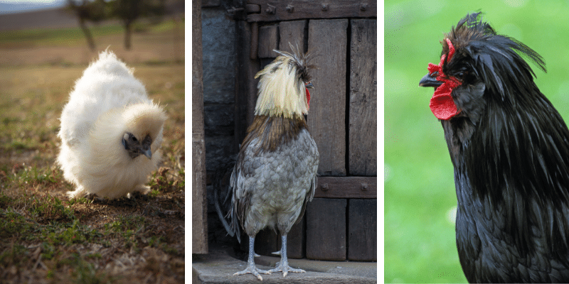 Chicken Breeds with Mohawks