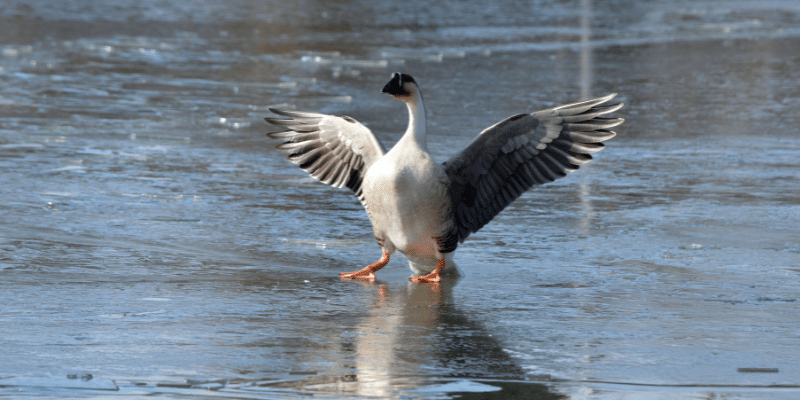 Chinese Goose