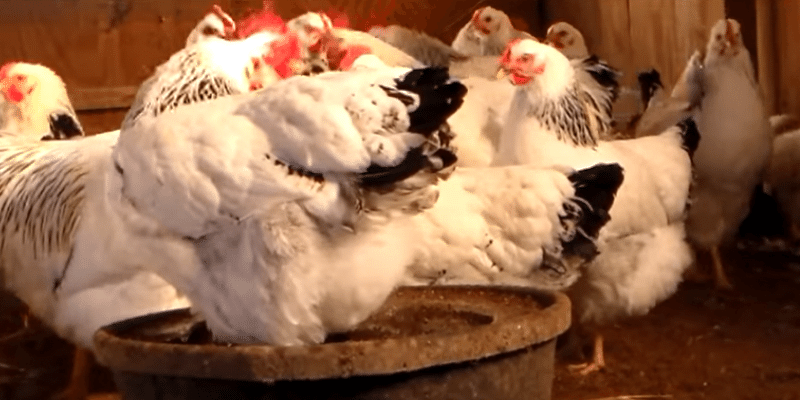 Columbian Rock Chicken