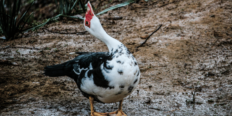 Do Ducks Cry