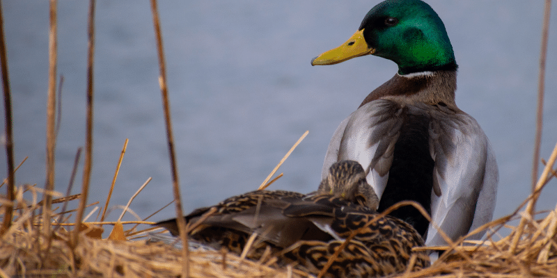 Do Ducks Make Nests