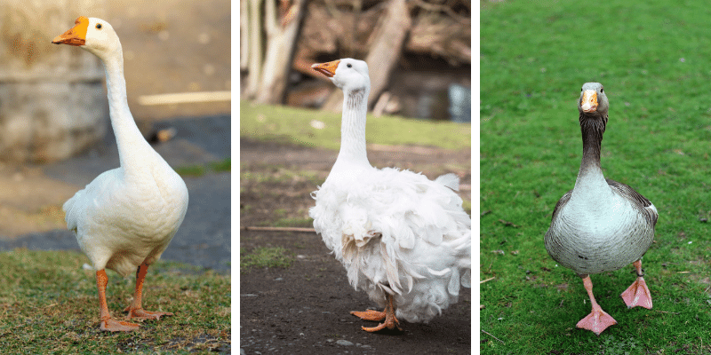 Domestic Geese Breeds