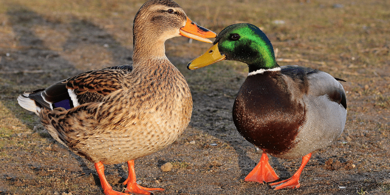 Duck Opening and Closing Mouth