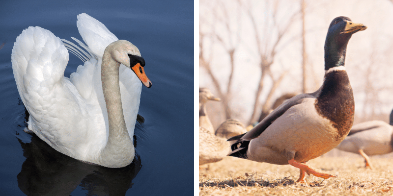 Duck vs Swan