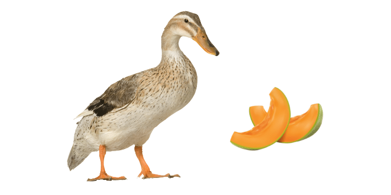 Ducks Eat Cantaloupe