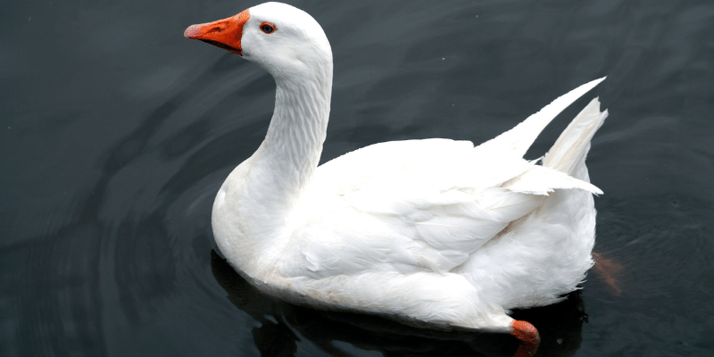 Emben Goose