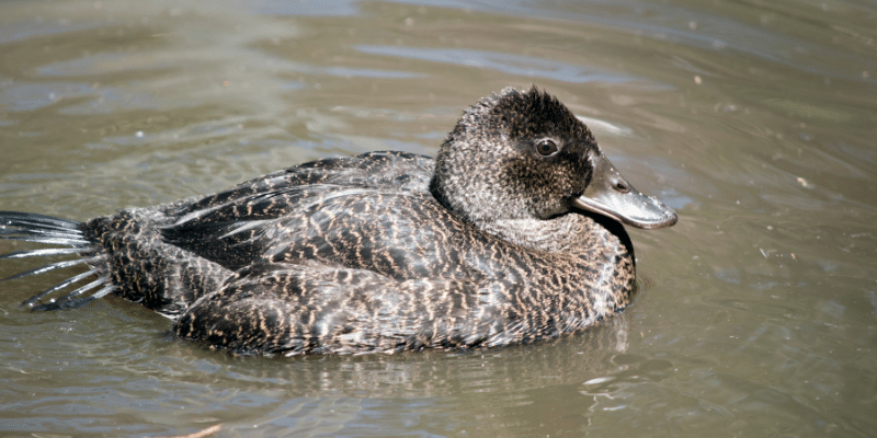 Freckled-Duck