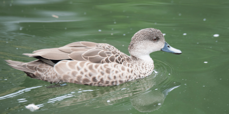 Grey-Teal