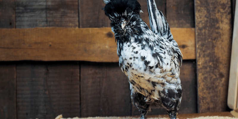 Houdan chicken