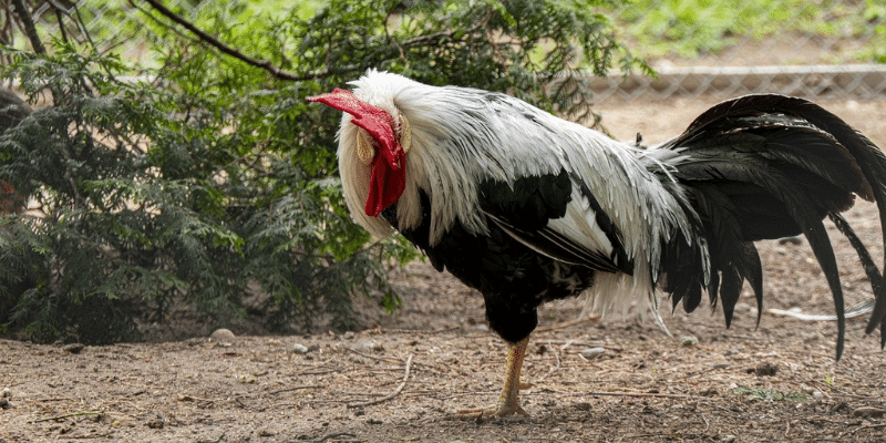 Law Grey Gamefowl