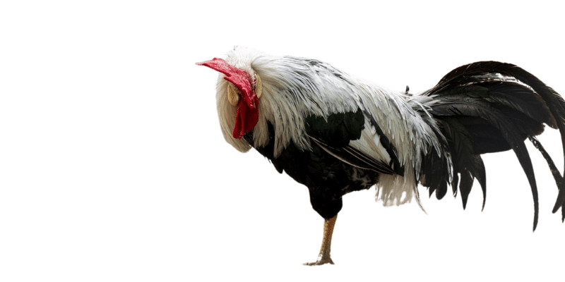 Law Grey rooster