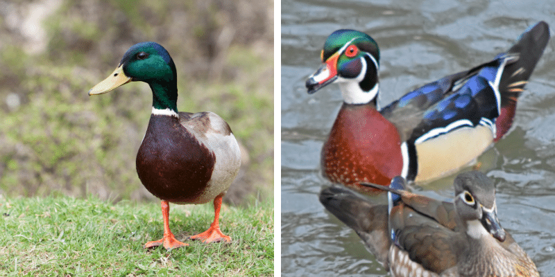 Mallard Duck vs Wood Ducks