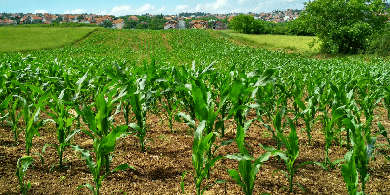 Money Can You Make Farming 40 Acres