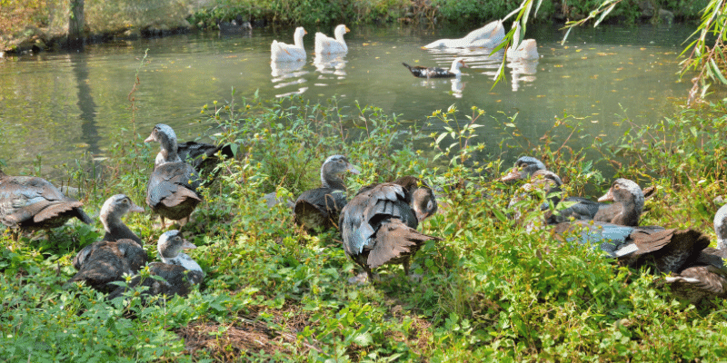 Musk-Duck