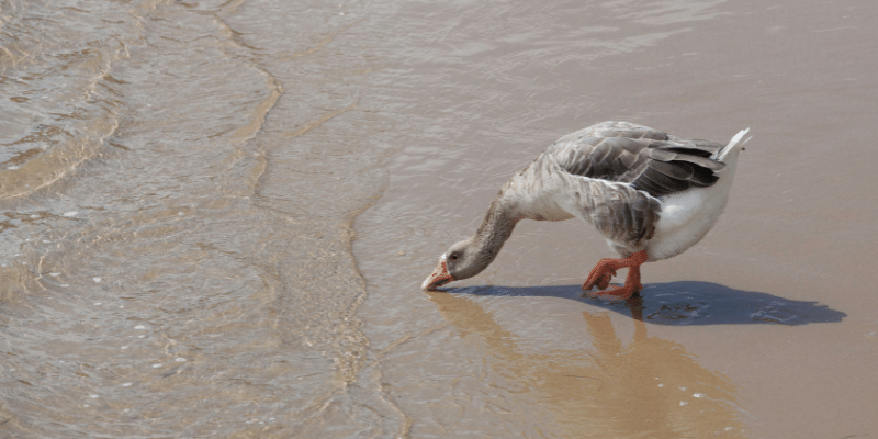 Pilgrim Goose
