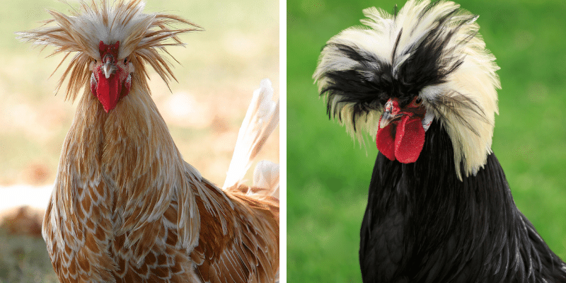 Polish Roosters vs Hen
