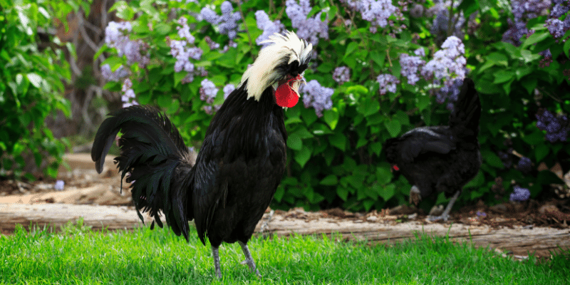 Polish Roosters