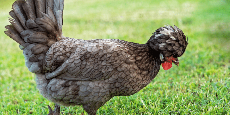Polish hen