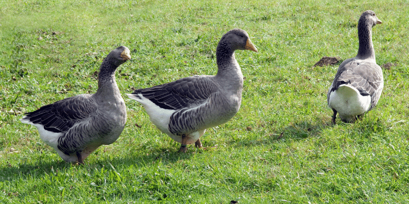Pomeranian Goose