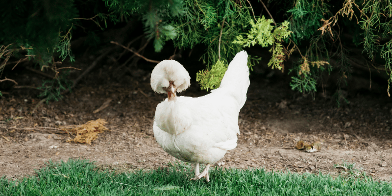Roosters with Ponytail