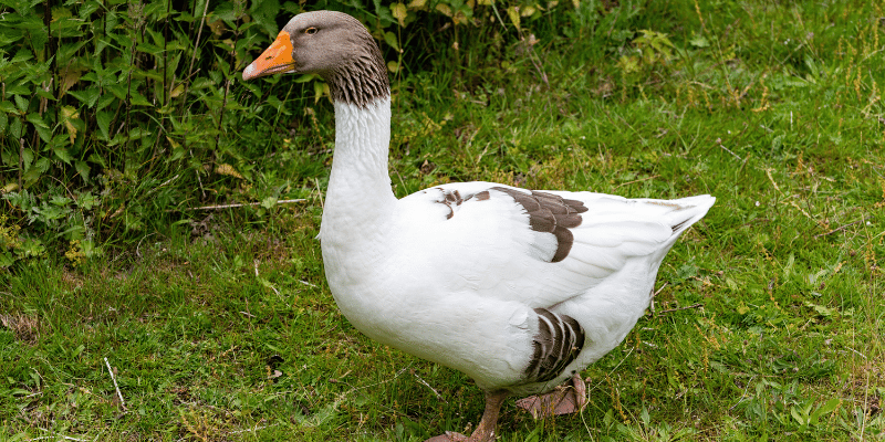 Scania Goose