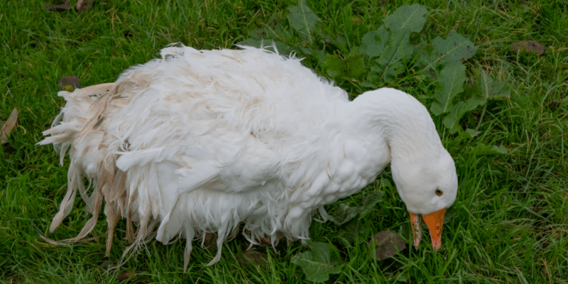 Sebastopol-Goose
