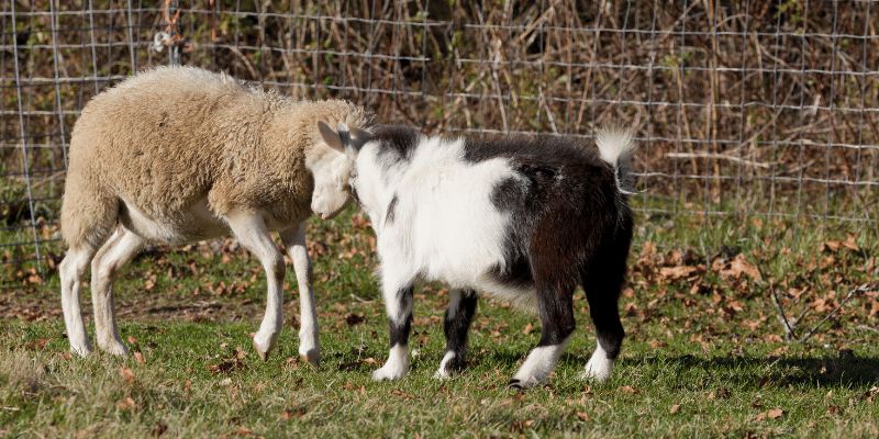 Separate Sheep from Goats