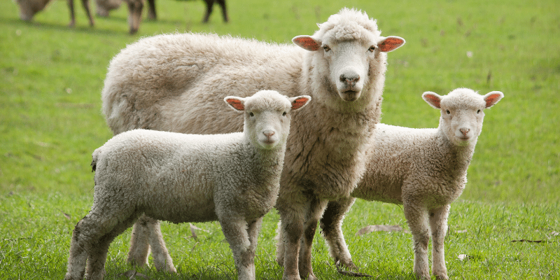 Sheep are in the Flock