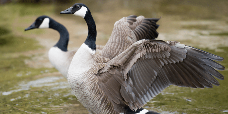 Shetland Goose