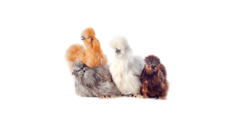 Silkie