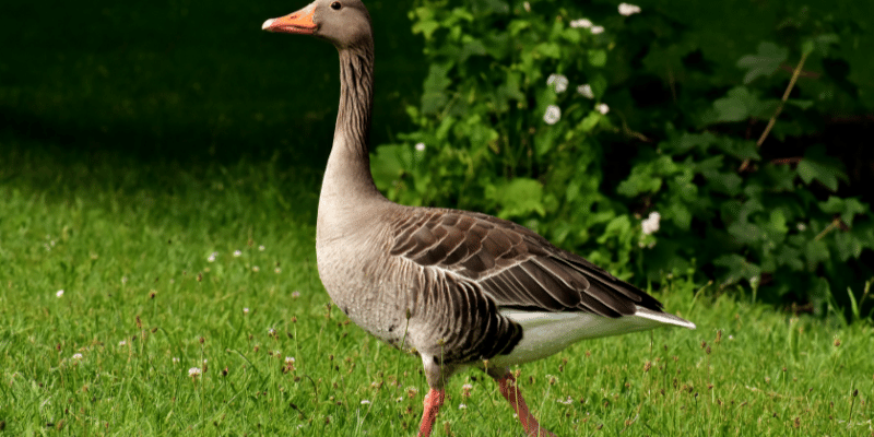 Steinbacher Goose