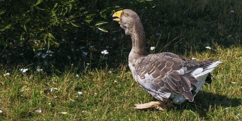 Toulouse Goose