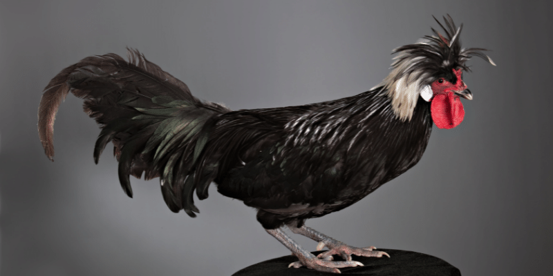 Types of Roosters with Ponytail