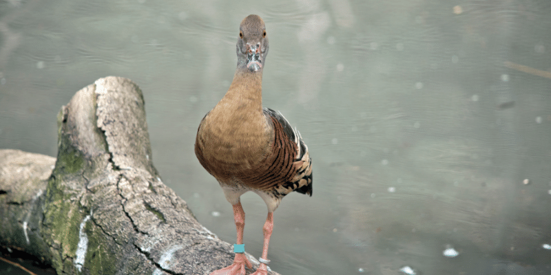 Wandering Whistling Duck