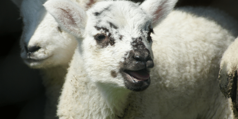 Why Do Sheep Baa