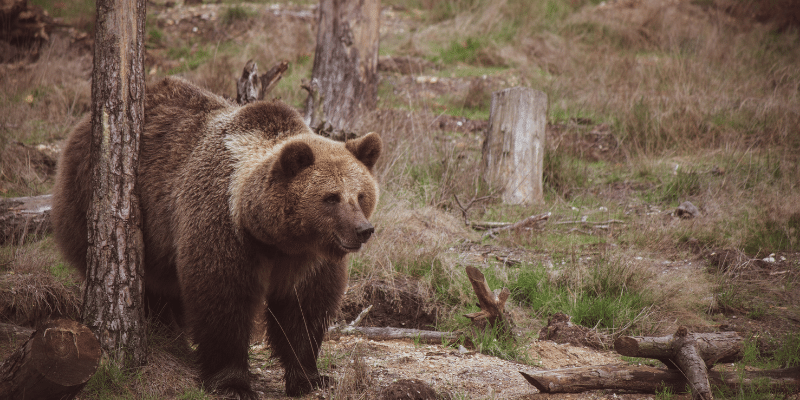 bears