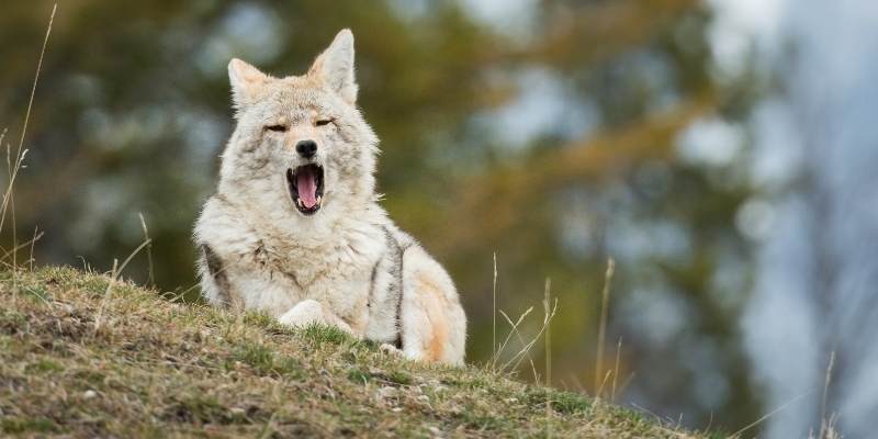 coyotes