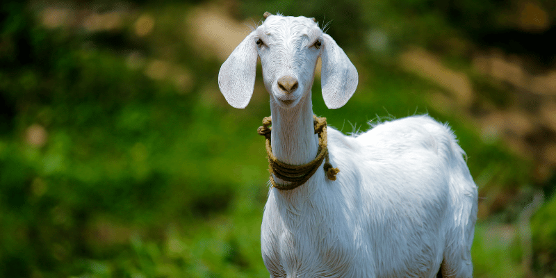 Do People Eat Goat Meat?