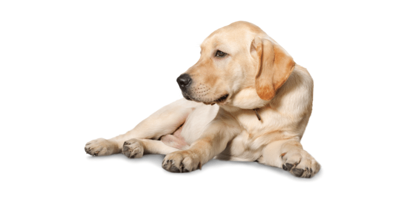 dogs