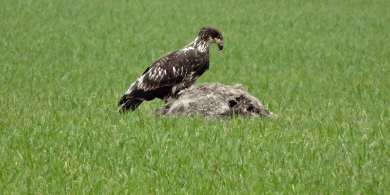 eagle