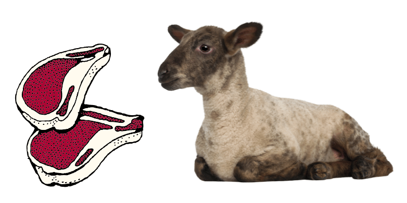 lamb meat
