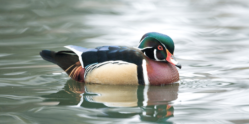 wood duck