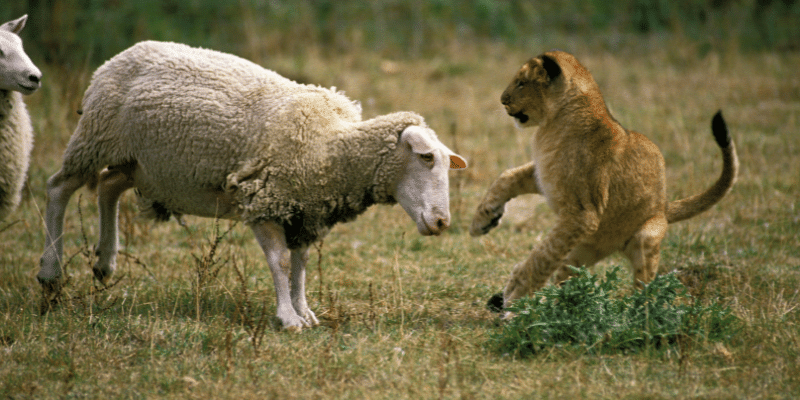 mountain lions