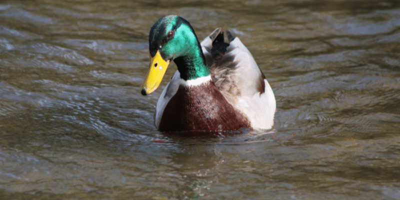 mallard duck