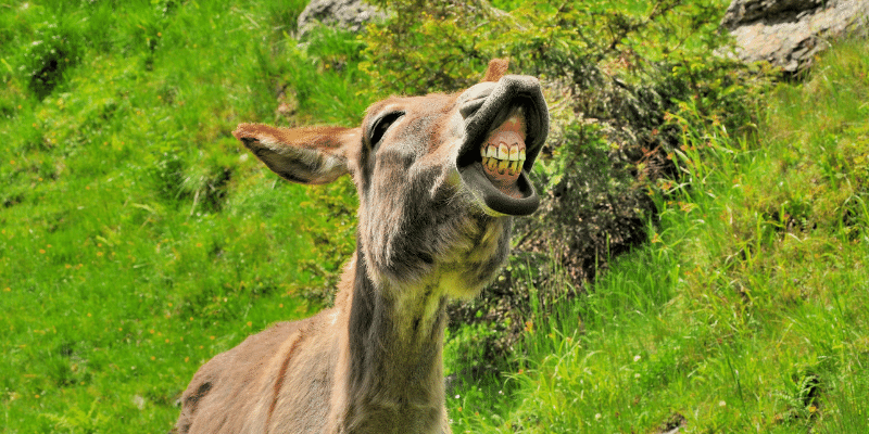 Can Donkeys Laugh